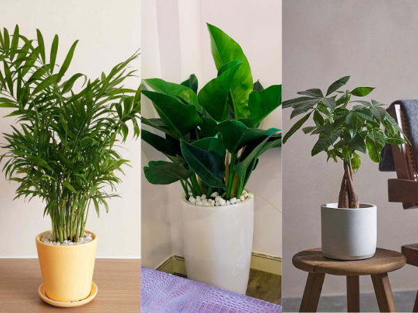 Tuổi Dần hợp với cây gì